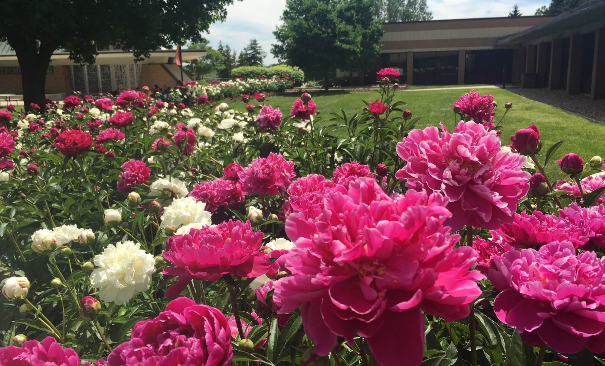 Peonies